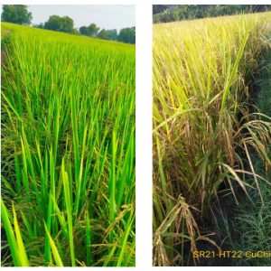 Giống gạo SR