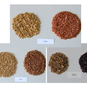 hinh 3 giong lua mau